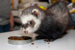 Cechy fretek karmienia w domu? Cechy fretek karmienia w domu?